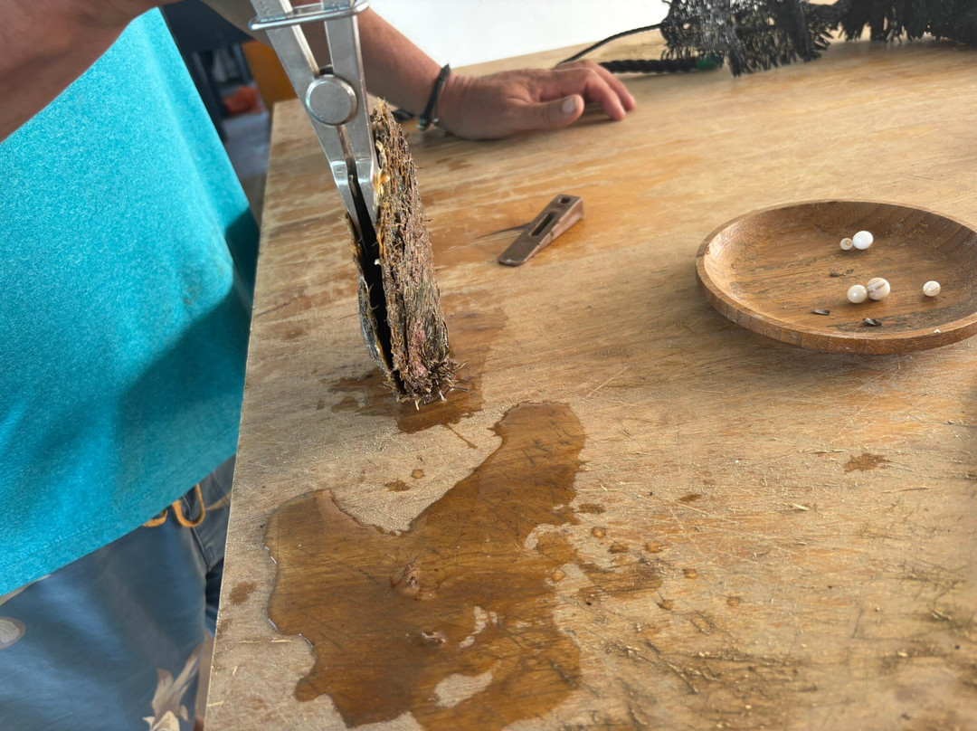 Civa Pearl Farm-塔韦乌尼岛必去景点