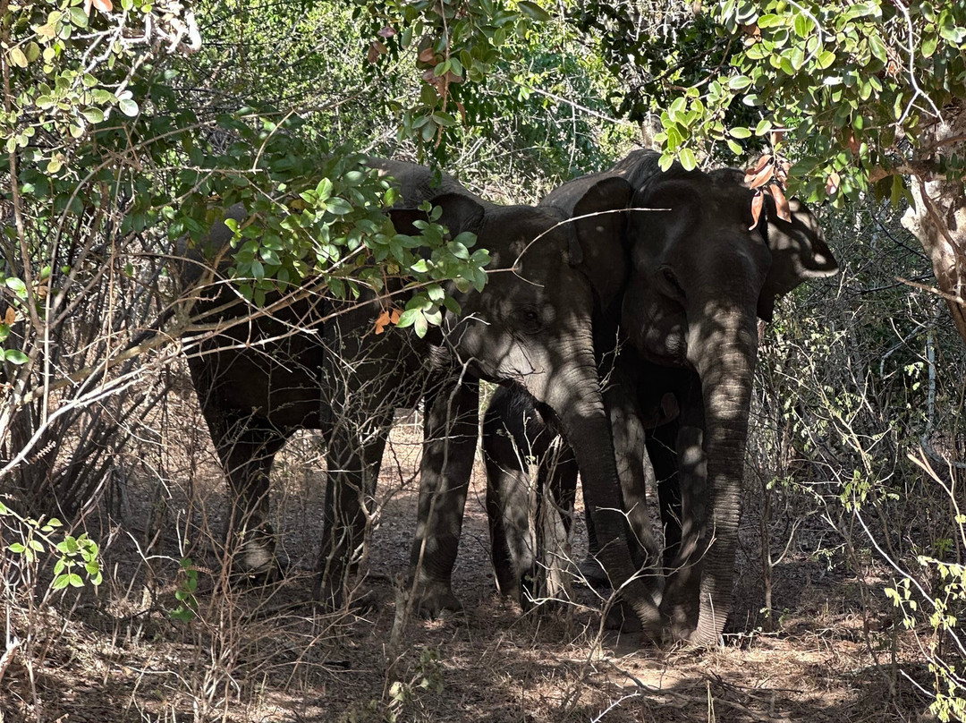 Npa Leopard Safari-蒂瑟默哈拉默必去景点