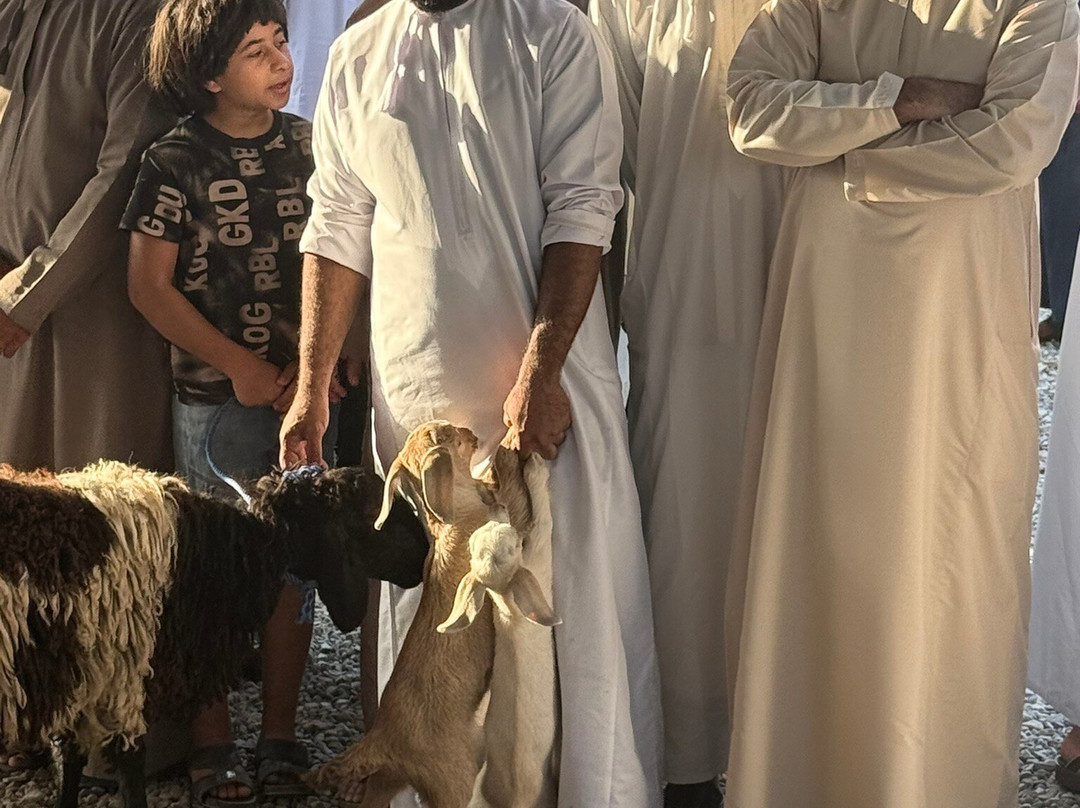 Friday Nizwa Animal Cattle Market-尼日瓦必去景点