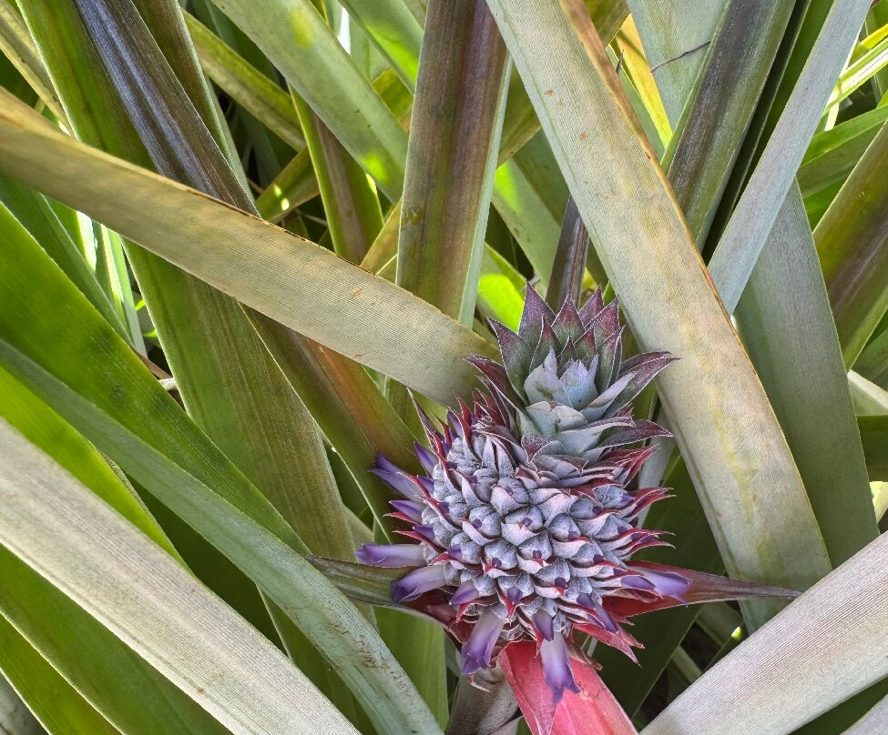 Sugarloaf Pineapple Farm-基拉韦厄必去景点