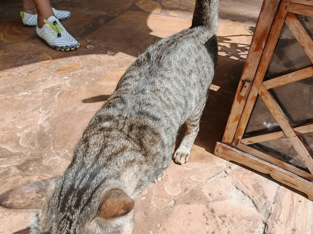 Zanzibar House主图