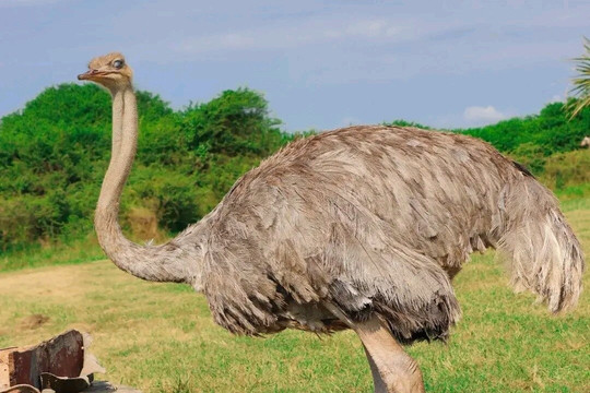 Sseb Adventures Kenya