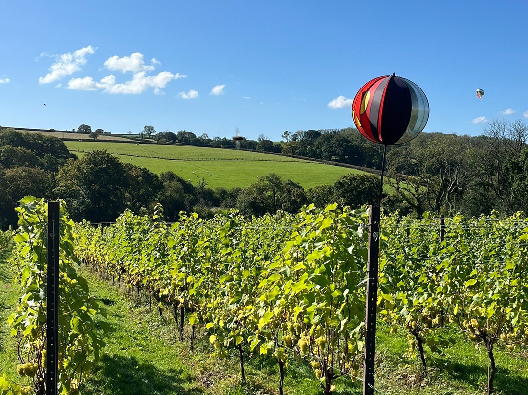 Velfrey Vineyard-Lampeter Velfrey必去景点
