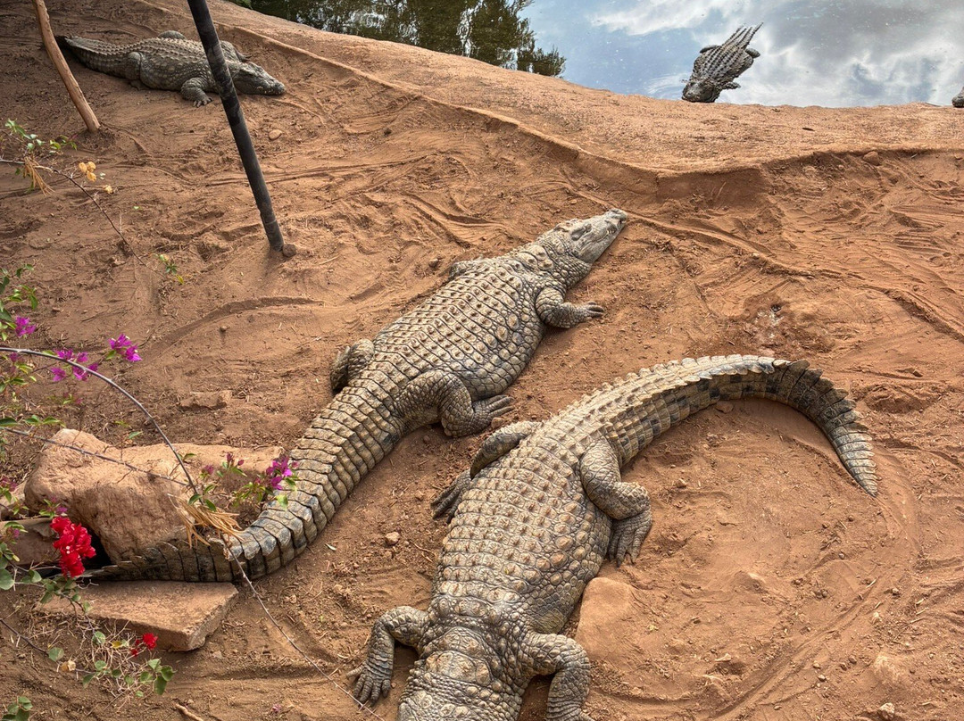 Cocodrilo Park Gran Canaria-阿古伊梅斯必去景点
