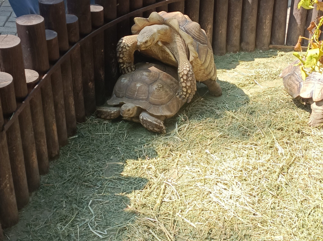 Acuario Michin Guadalajara-瓜达拉哈拉必去景点