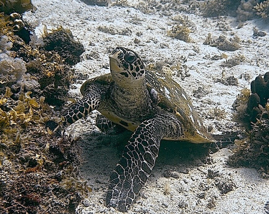 Dive Planet Mafia Island