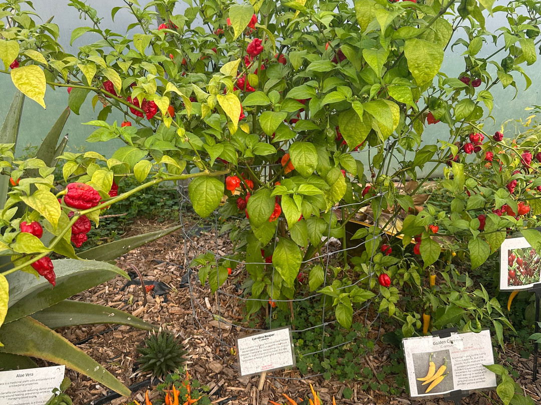 South Devon Chilli Farm-Loddiswell必去景点