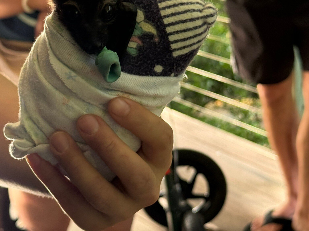 The Bat Hospital Visitor Centre- 阿瑟顿必去景点