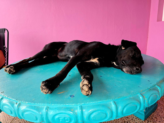 Guayabo Animal Rescue-Guayabo必去景点