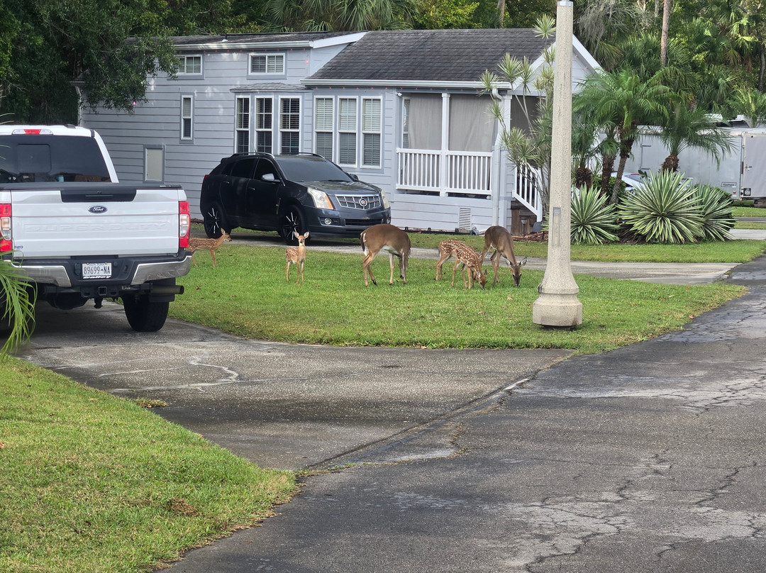 Encore Tropical Palms主图