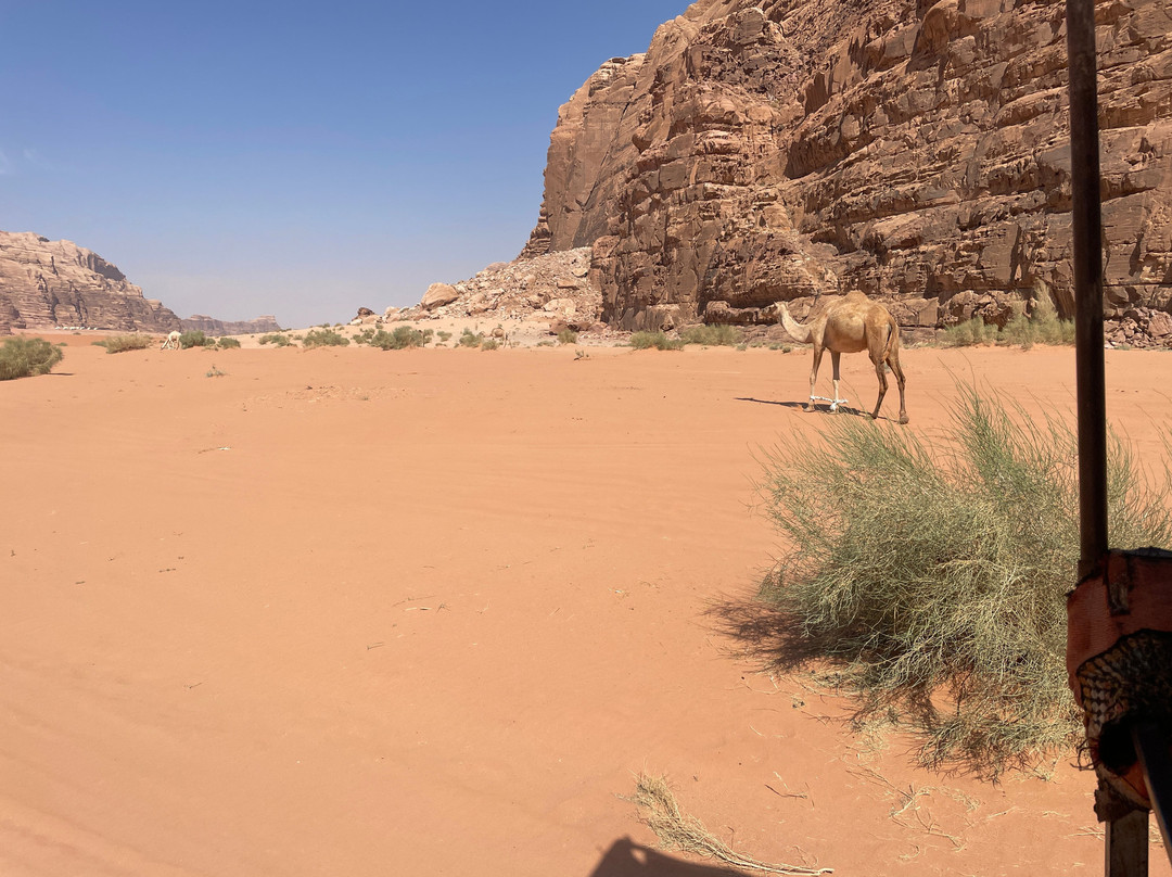 Wadi Rum Magic Nature Camp Experiences-Wadi Rum Village必去景点