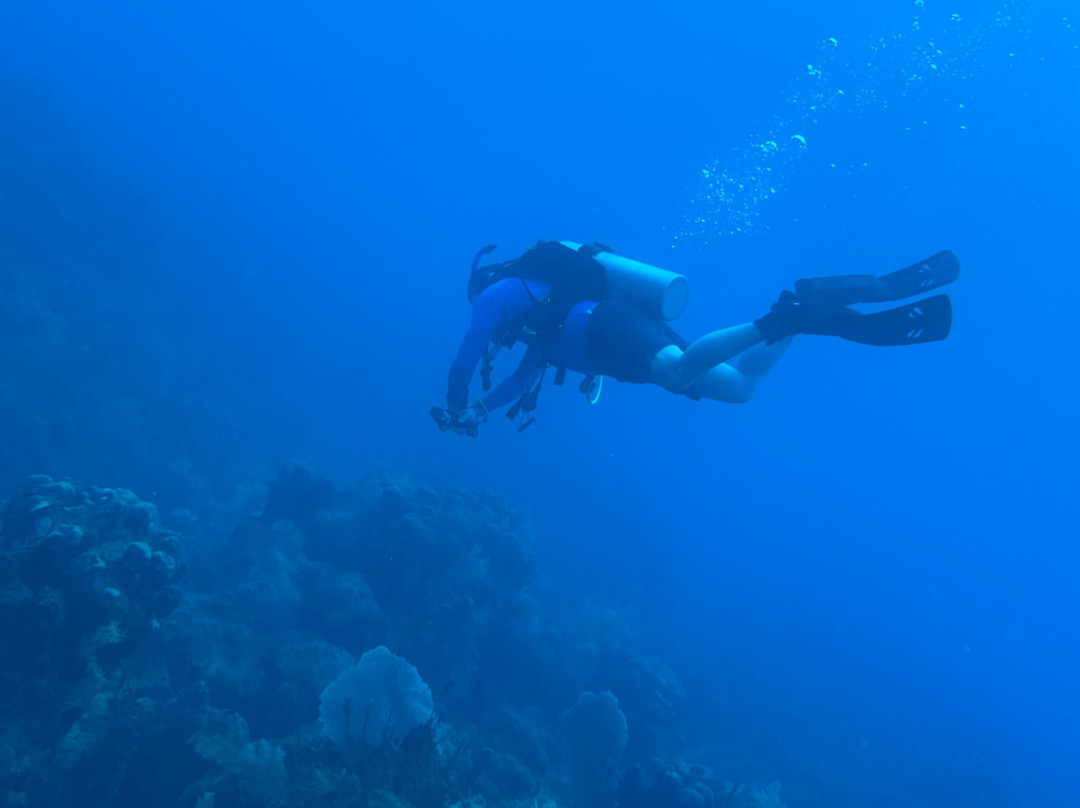 Sweet Bottom Dive Center-圣克鲁斯必去景点