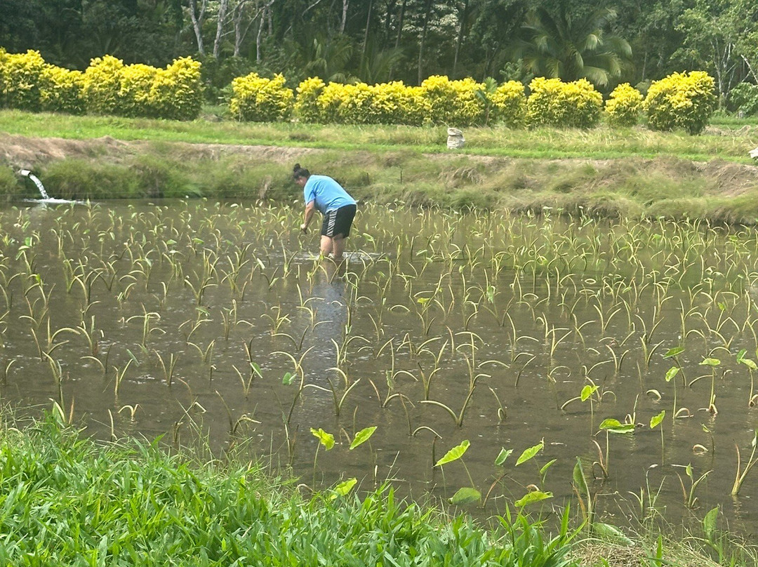 Waipio Valley Shuttle-库库伊哈尔必去景点