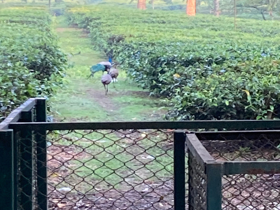 MAYFAIR Tea Resort主图