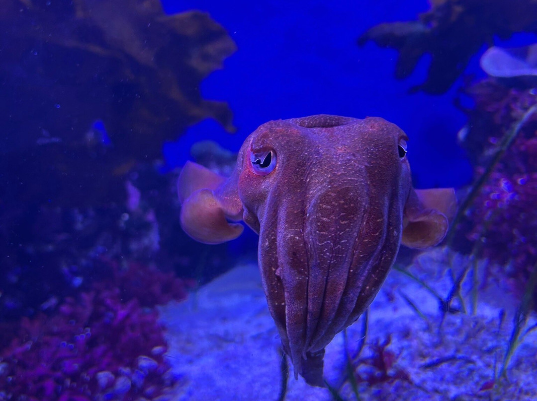 AQWA The Aquarium Of Western Australia-拉瑞斯必去景点