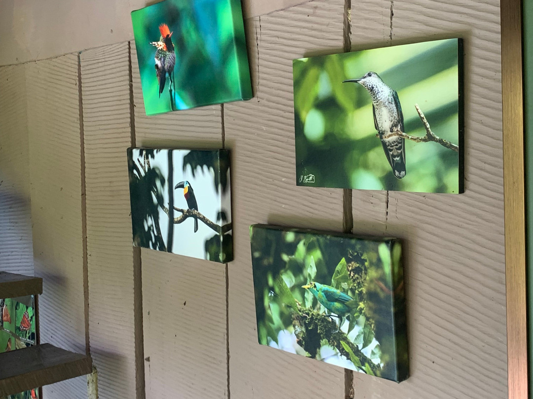 Bajnath's Estate Hummingbird Sanctuary-Matura必去景点