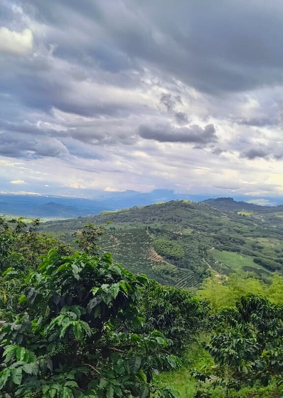 Pedaling Coffee-Caicedonia必去景点