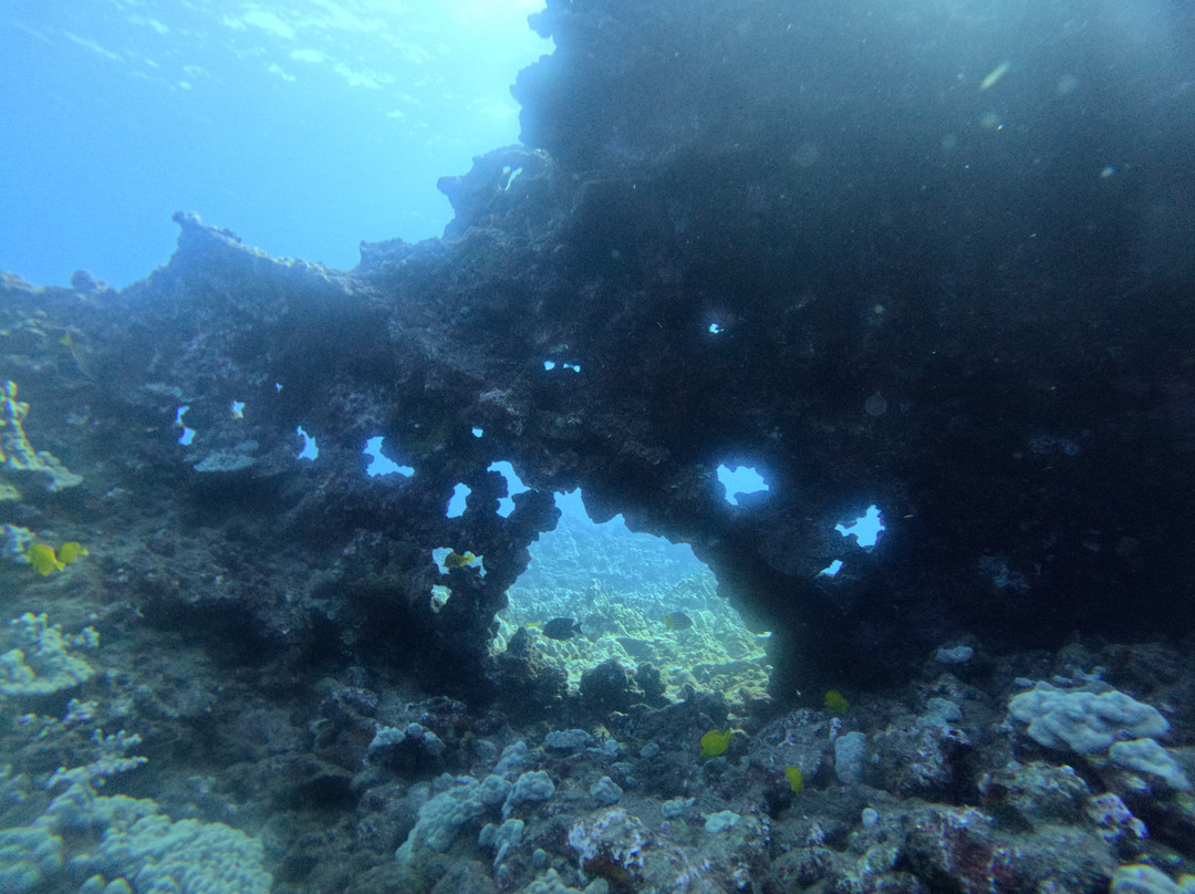 Maui Dive Shop-怀露库必去景点