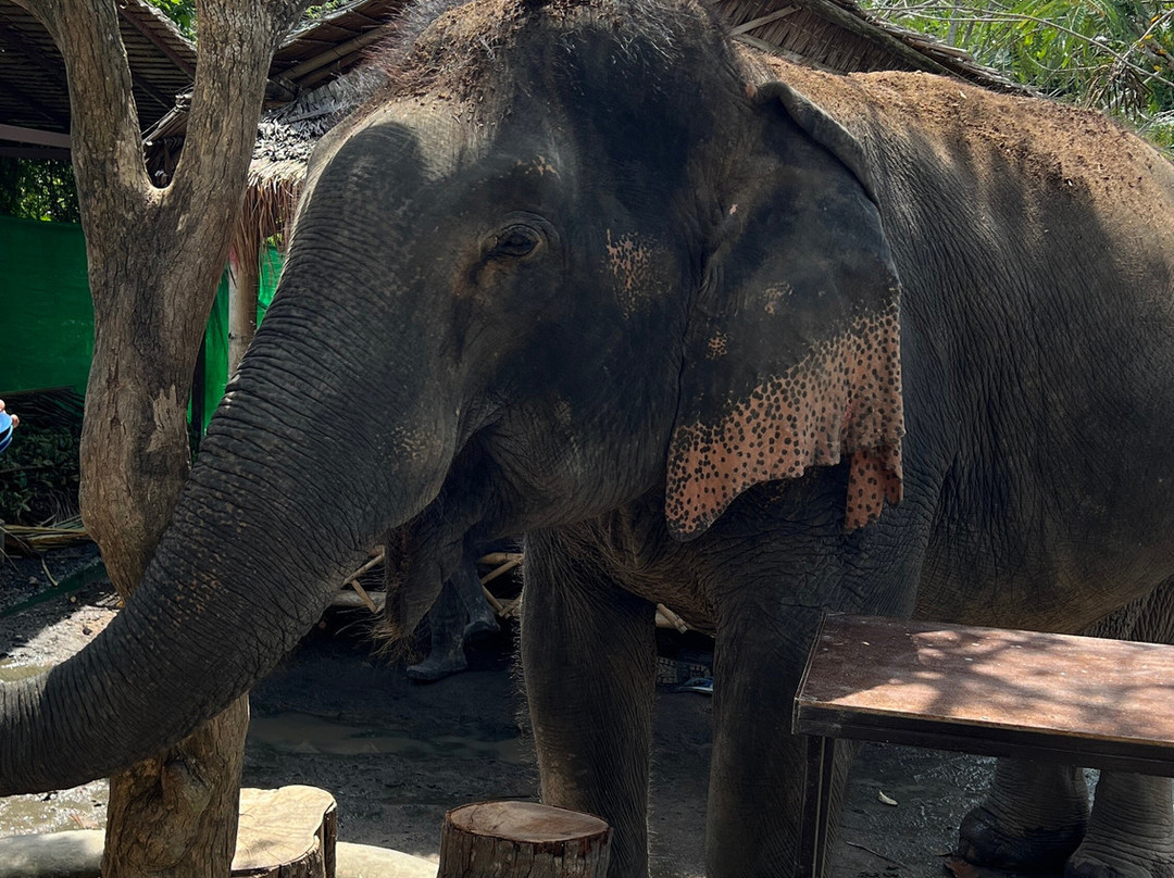 I Love Elephant Samui-Na Mueang必去景点