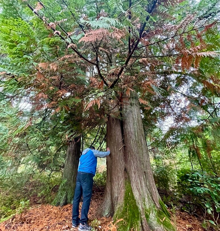 Malahat Skywalk-Malahat必去景点