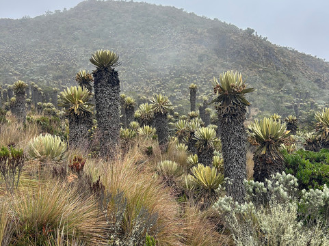 Colombia Motorcycle Rental & Tour Co.-麦德林必去景点