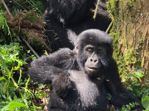 Muzbag Safaris-坎帕拉必去景点