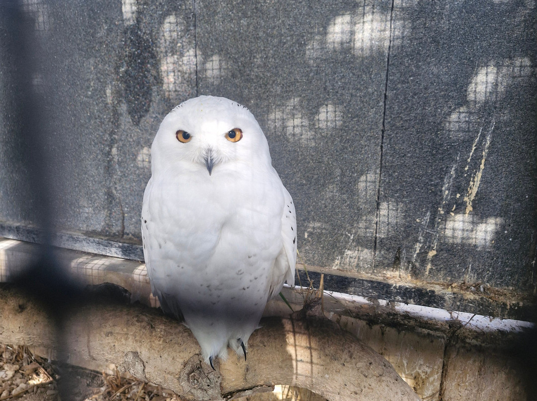 Birdpark Malta-Salina必去景点
