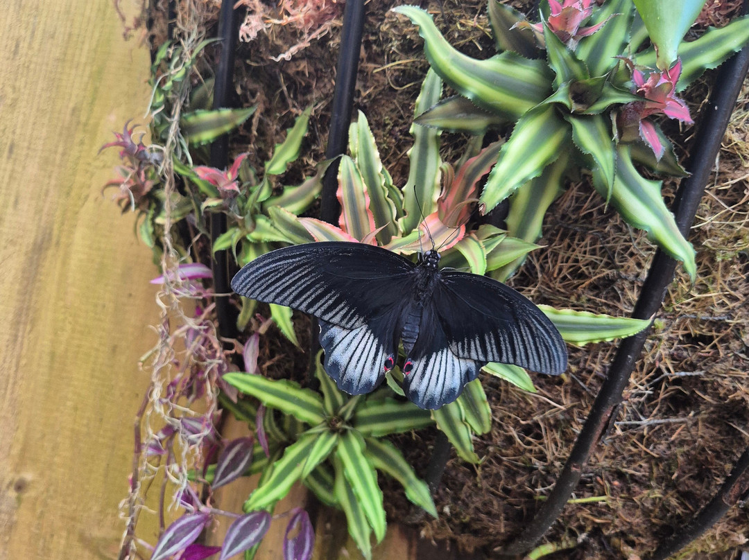 Welsh Mountain Zoo-科尔温湾必去景点