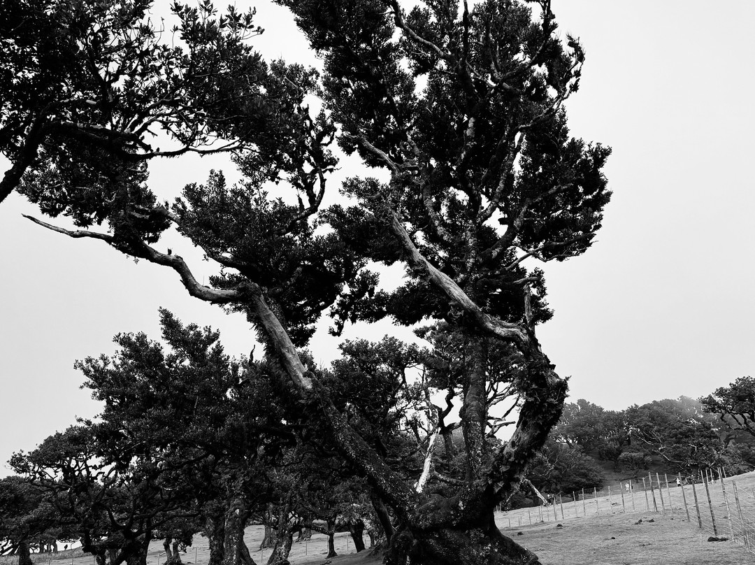 Posto Florestal Fanal-莫尼什港必去景点