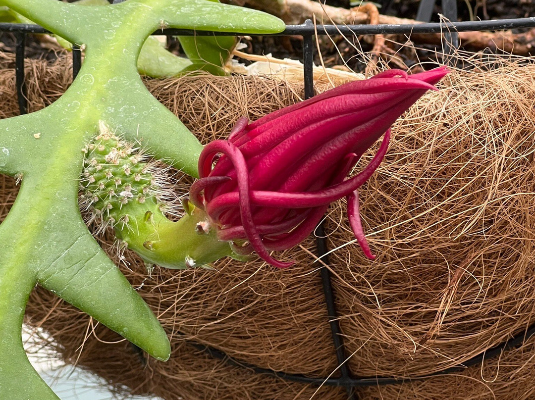 Botanica Whangarei-璜加雷必去景点