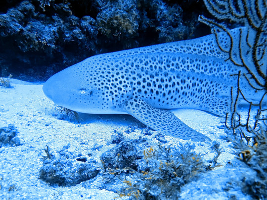 Spirit of Freedom-凯恩斯必去景点