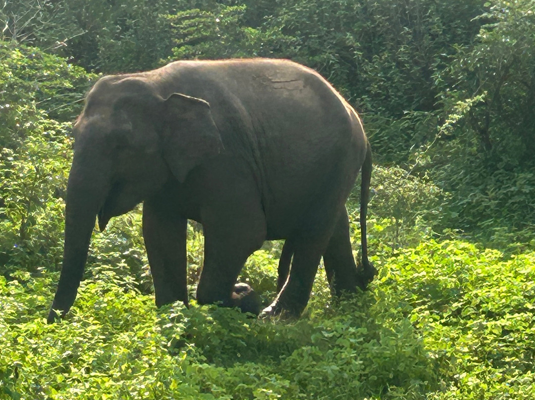 Niluka Safari-乌达瓦拉瓦必去景点