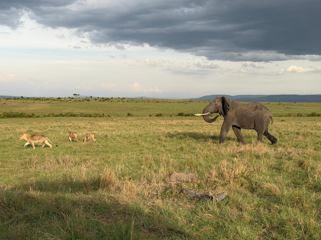Olimba Mara Camp