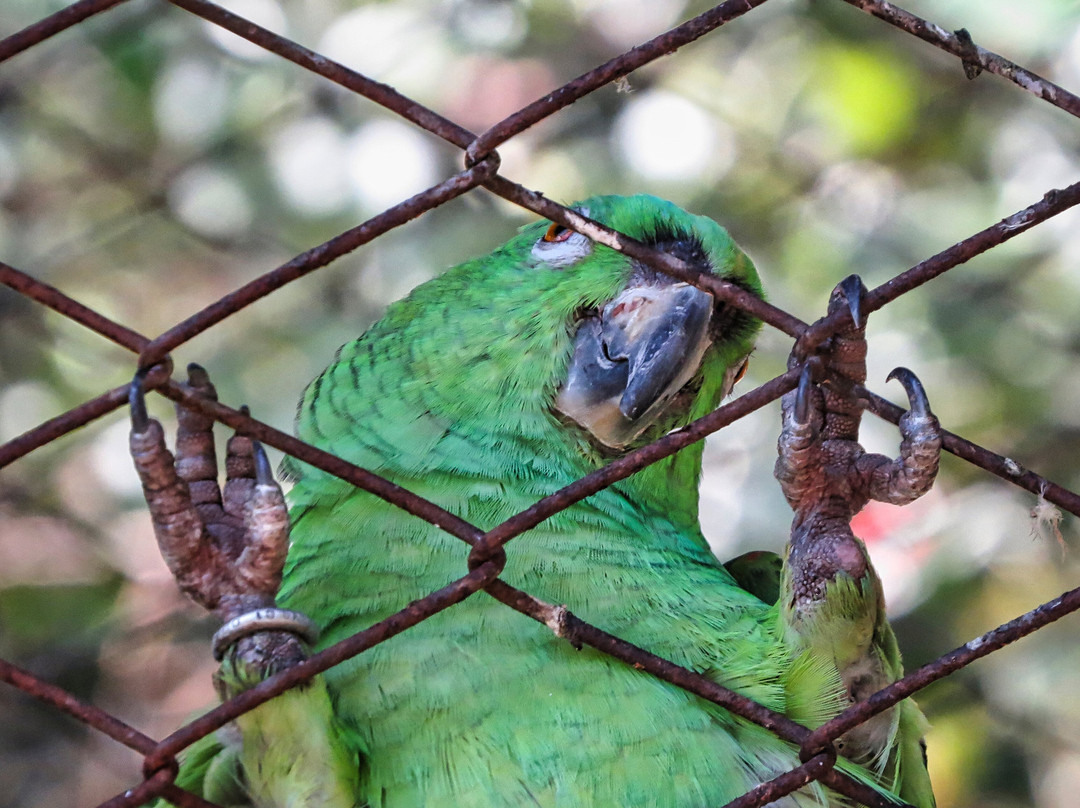 Costa Rica Animal Rescue Center-Turrucares必去景点