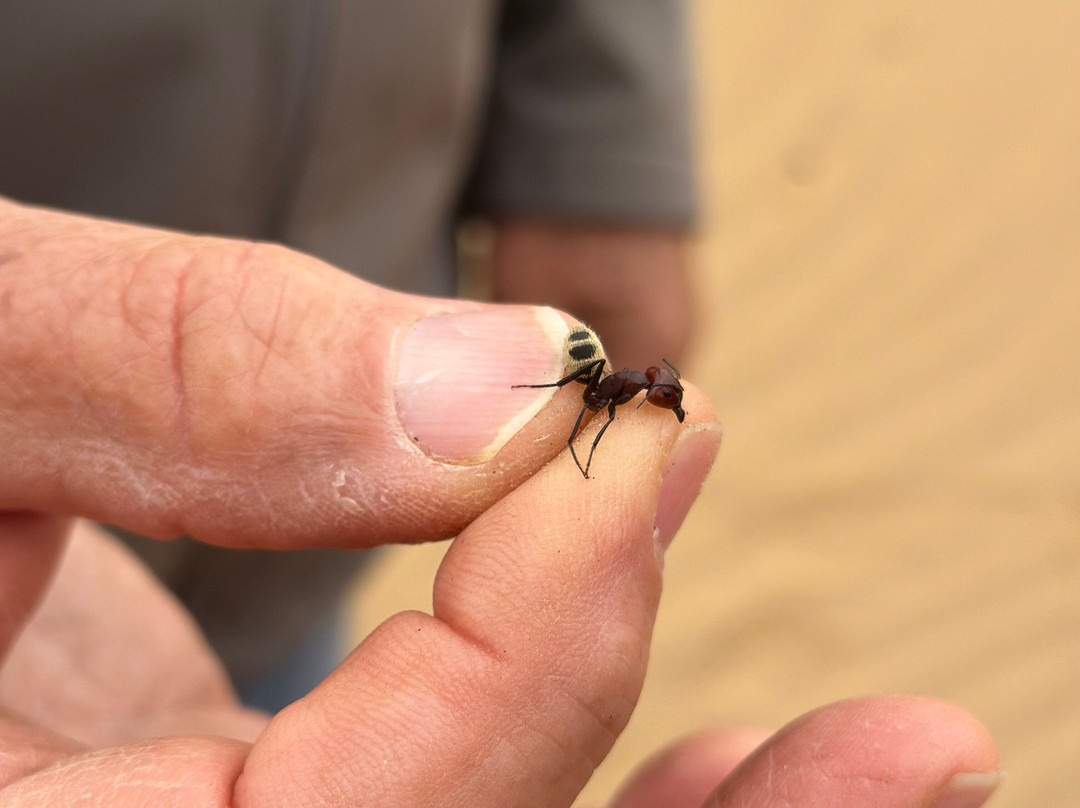 Kuiseb Delta Adventures-华维斯湾必去景点