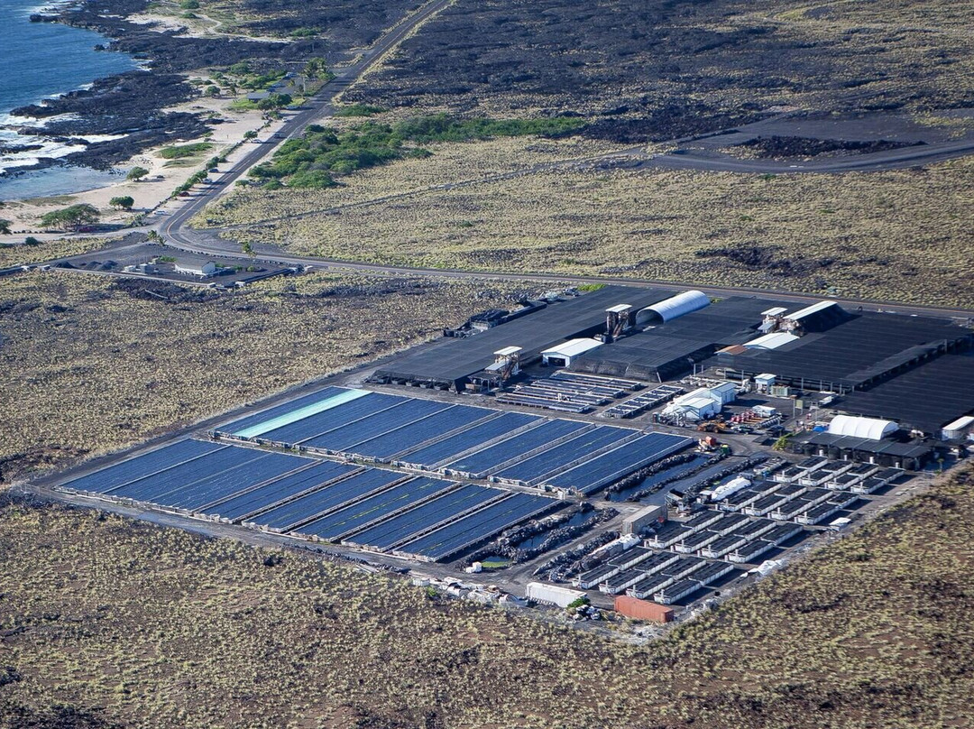 Big Island Abalone-凯鲁瓦-柯纳必去景点