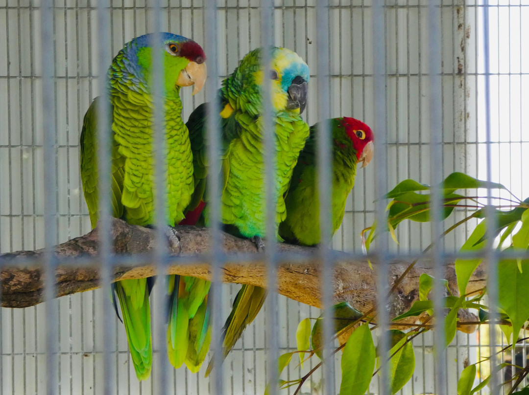 Parrots in Paradise Sanctuary-基亚拉凯库亚必去景点