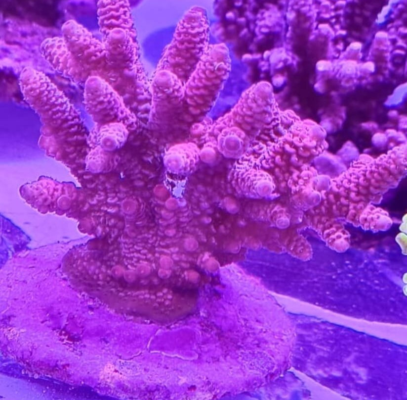 Aquarium Angri-Angri必去景点