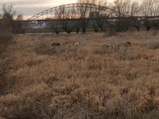 Hotel Courage Waalkade主图