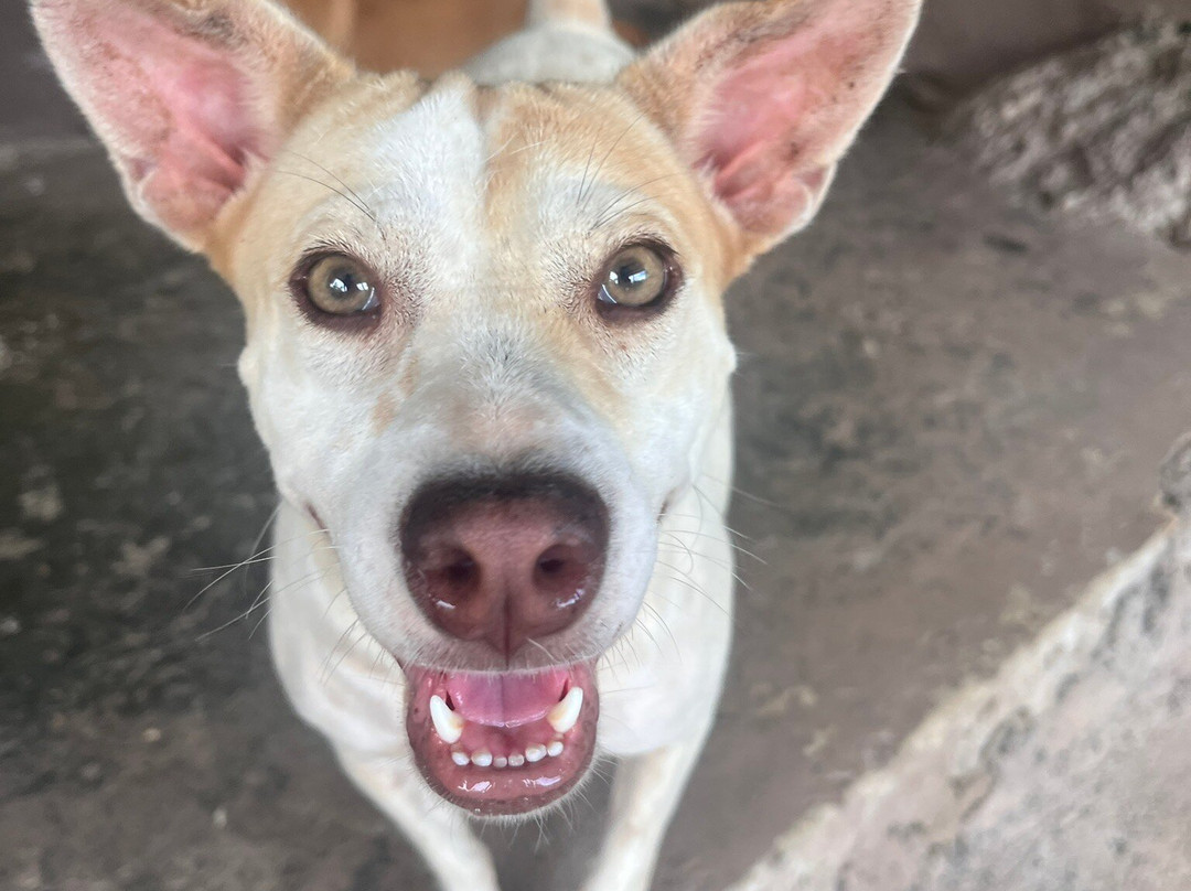 Moalboal Animal Welfare-莫阿尔博阿尔必去景点