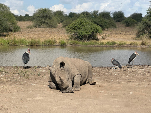 Holaa Safari Kenya-蒙巴萨必去景点