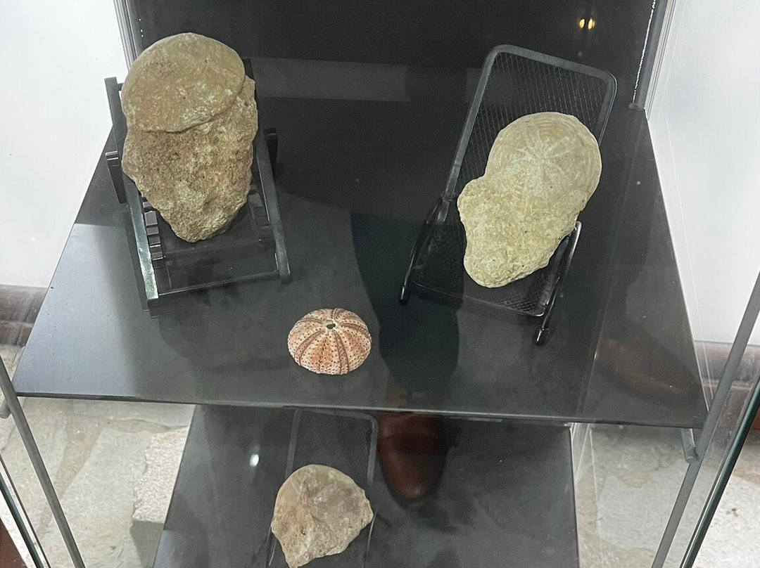 Petrified Forest Lefkimi