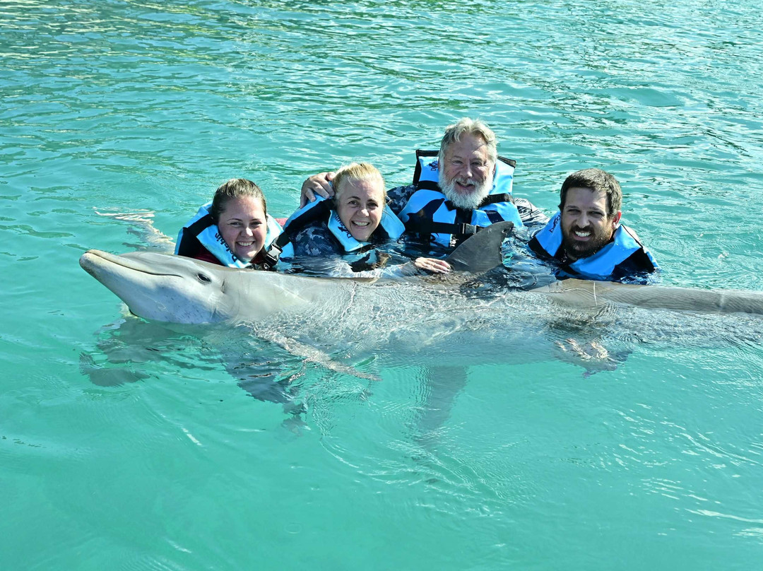 Dolphin Discovery Grand Cayman-西湾必去景点