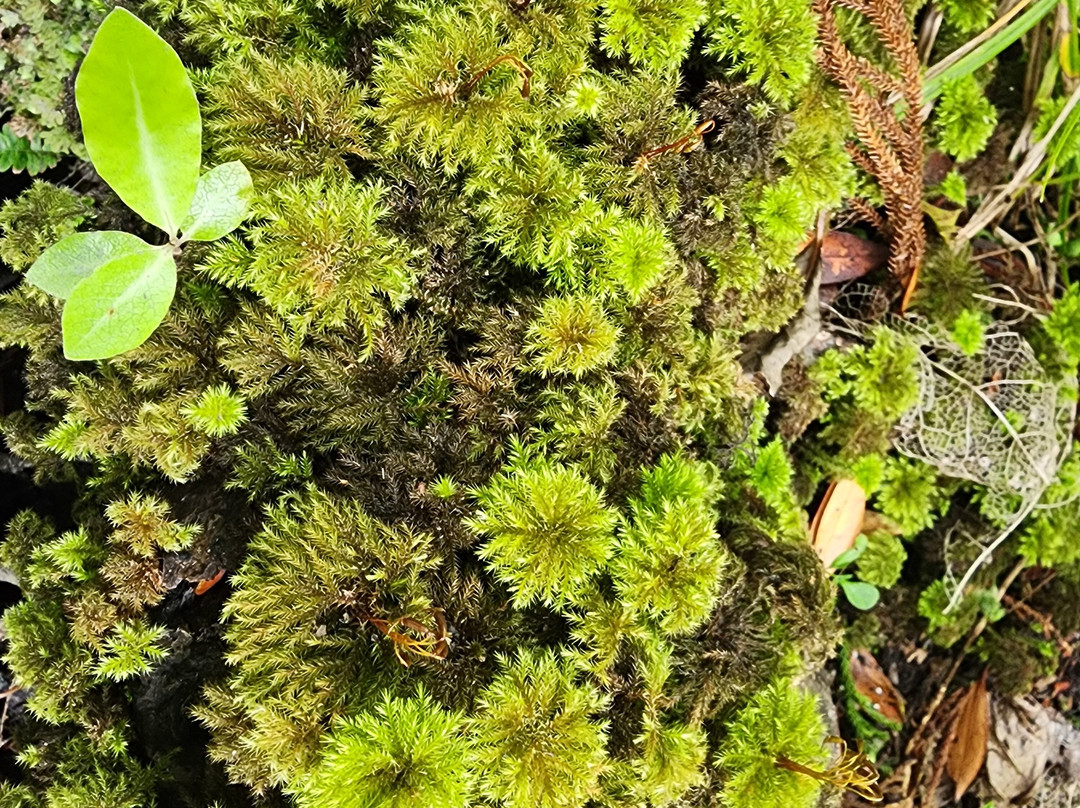Rakiura Charters & Water Taxi-斯图尔特岛必去景点