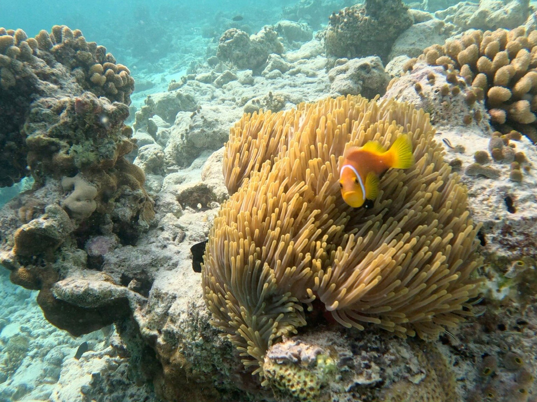 Sail La Vie - Maldives - Luxury Sailing Catamaran-马累必去景点