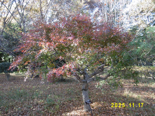 Norin Park-深谷市必去景点