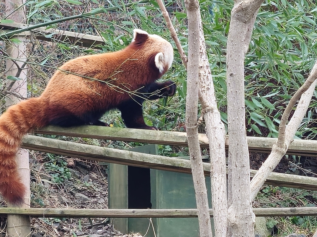 Welsh Mountain Zoo-科尔温湾必去景点