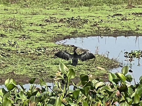 Baikka Beel Wetland Sanctuary-Sreemangal必去景点