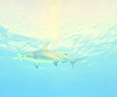 Neal Watson's Bimini Scuba Center-Alice Town必去景点