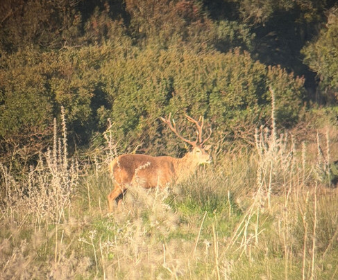 Discovering Donana-El Rocio必去景点